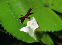 Neurothemis ramburii