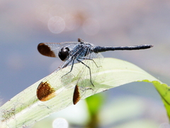 Diplacodes nebulosa