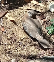 Streptopelia chinensis