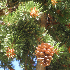 Pinus balfouriana austrina