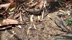 Streptopelia chinensis