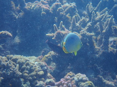 Chaetodon trifasciatus