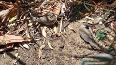 Streptopelia chinensis