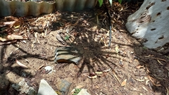 Streptopelia chinensis