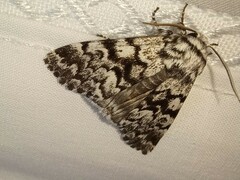 Panthea acronyctoides