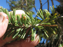 Pinus balfouriana austrina