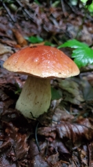 Boletus chippewaensis