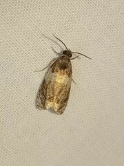 Olethreutes fasciatana