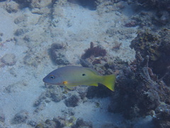 Lutjanus fulviflamma