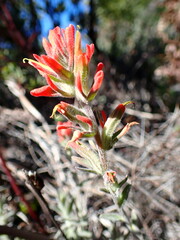 Castilleja foliolosa