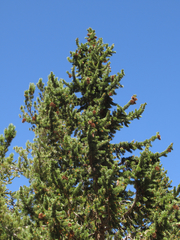 Pinus balfouriana austrina