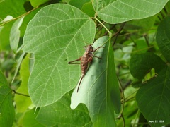 Paratlanticus ussuriensis
