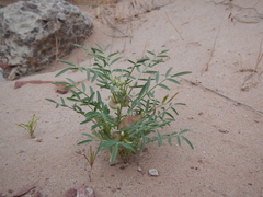 Astragalus geyeri