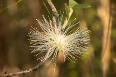 Pseudobombax ellipticum