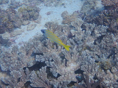 Lutjanus kasmira