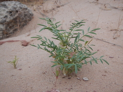 Astragalus geyeri