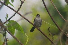 Coryphospingus pileatus