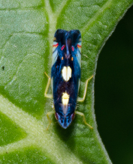 Diedrocephala variegata