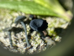 Arrhenia chlorocyanea