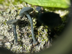 Arrhenia chlorocyanea