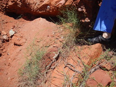 Funastrum heterophyllum