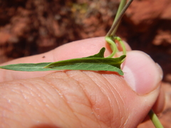 Funastrum heterophyllum