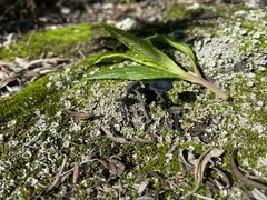 Arrhenia chlorocyanea