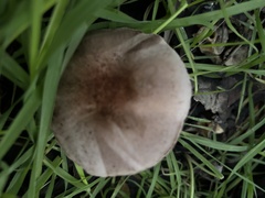 Coprinopsis uliginicola