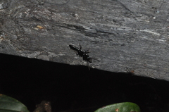 Osoriinae
