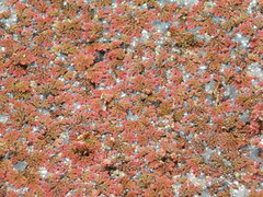 Azolla
