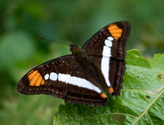 Adelpha serpa