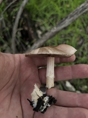 Coprinopsis uliginicola