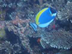 Acanthurus leucosternon