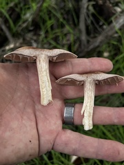 Coprinopsis uliginicola