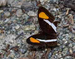 Adelpha syma