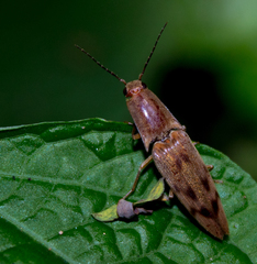 Conoderus fuscofasciatus