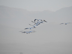 Pelecanus erythrorhynchos