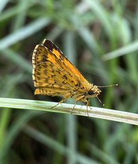 Ampittia dioscorides