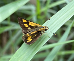 Ampittia dioscorides