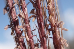 Dichanthium annulatum papillosum