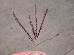 Dichanthium annulatum papillosum