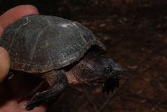 Sternotherus intermedius