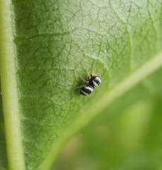 Euryattus bleekeri