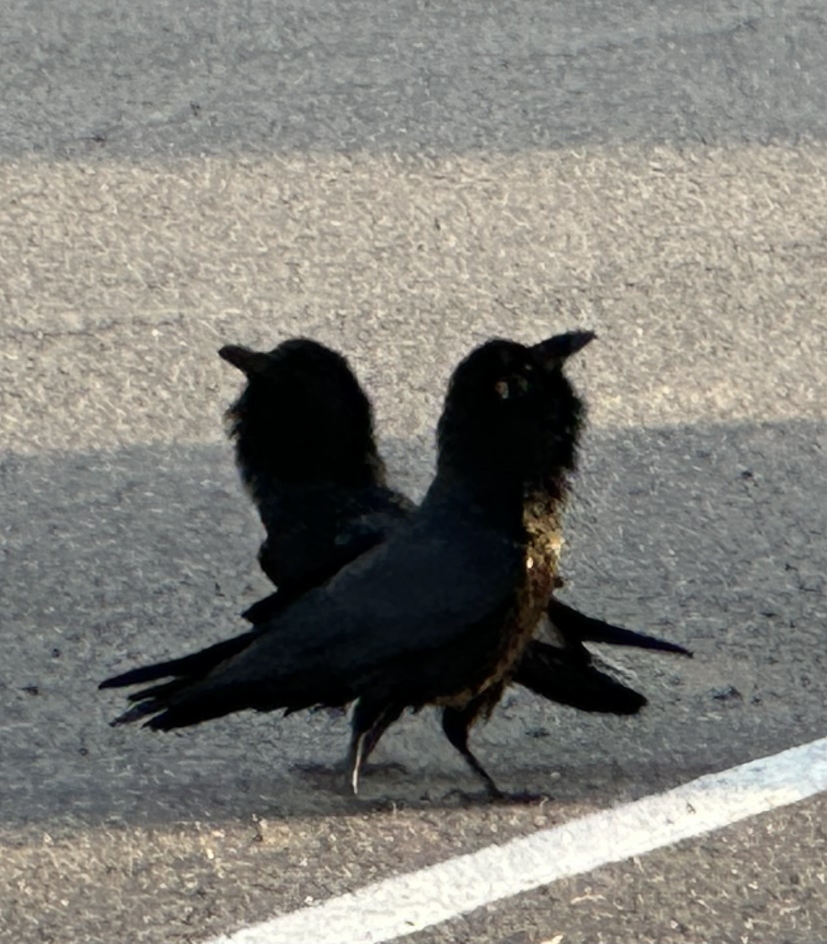Common Raven (Corvus corax)