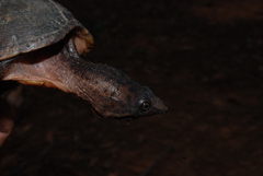 Sternotherus intermedius