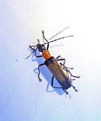 Chauliognathus tricolor