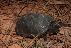 Sternotherus intermedius