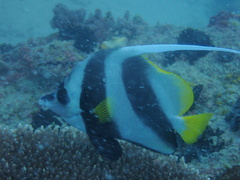 Heniochus acuminatus