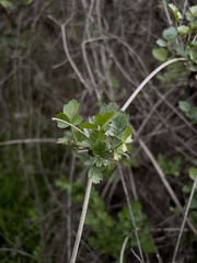 Clematis pauciflora