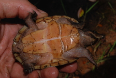 Sternotherus intermedius